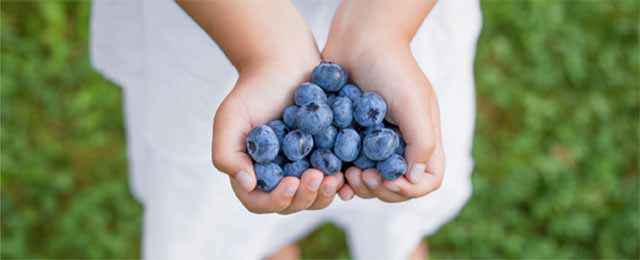 Child holding blueberries