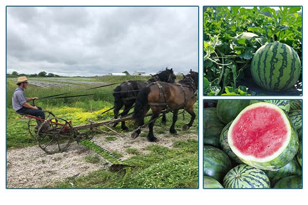 Bates county produce farmer on a horse-drawn plow, and images of watermelon growing in field.